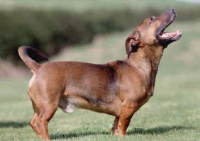 This is very much what he looked like and the caption for this pic I found read, "small dog barks at sky"! &nbsp;How perfect!