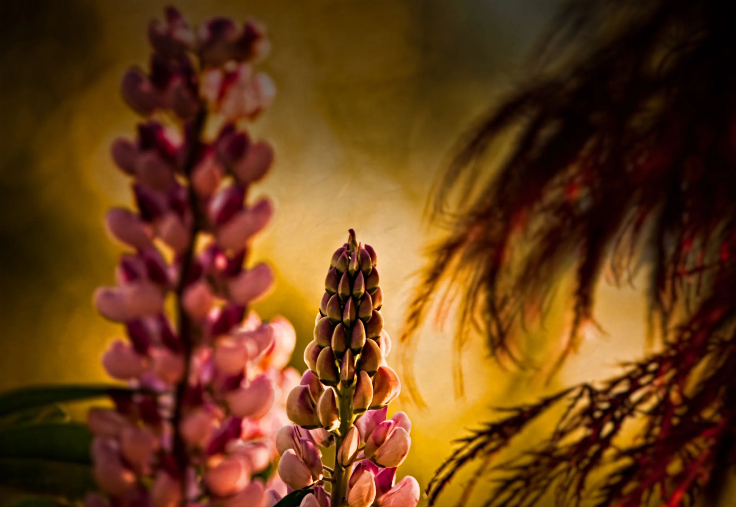 _MG_7005-Edit-2.jpg