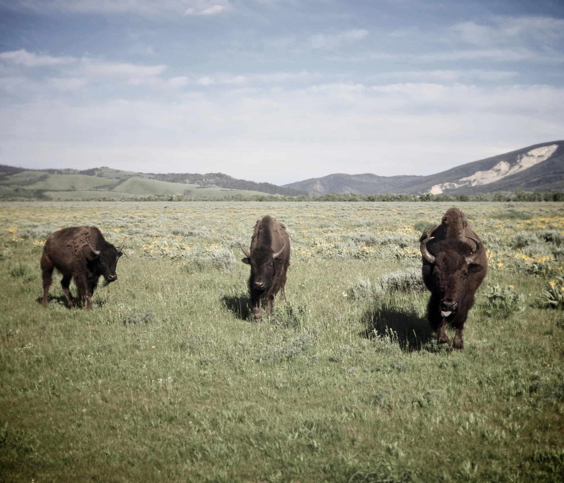 july_YELLOWSTONE 76.jpg