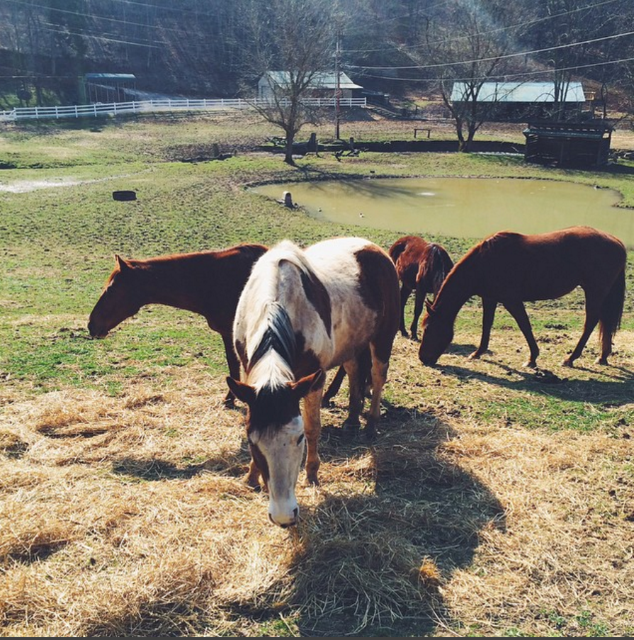 Screen Shot 2017-05-19 at 1.23.51 PM.png