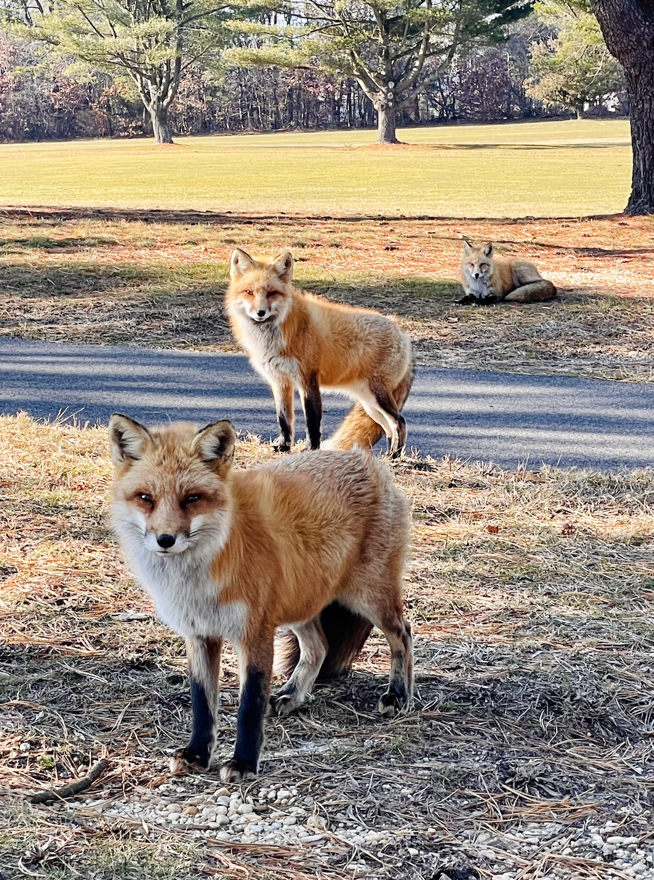 Screenshot 2024-09-18 at 7.45.55 PM.png