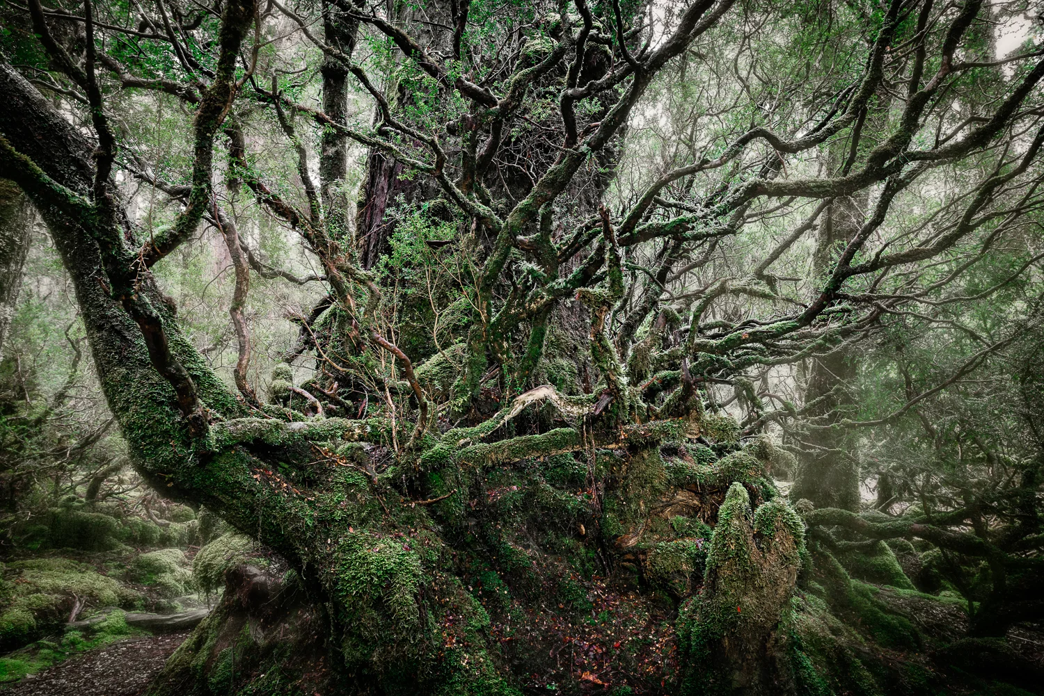 9.Tarkine Tree.jpg
