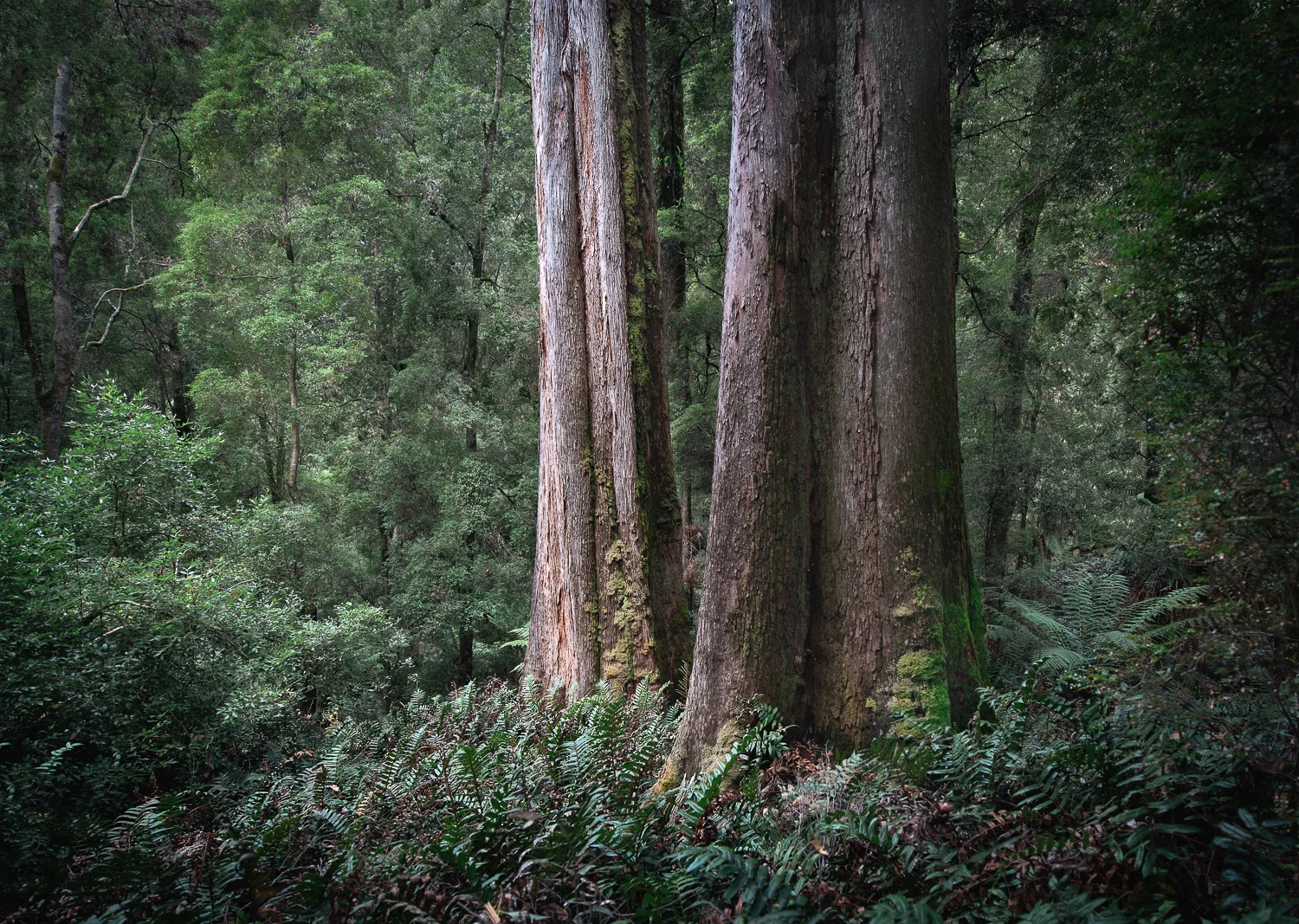 15. Forest.jpg