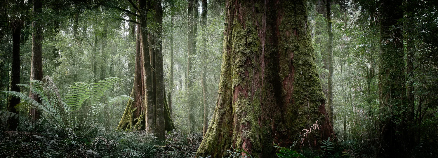 2. Pano Trees.jpg