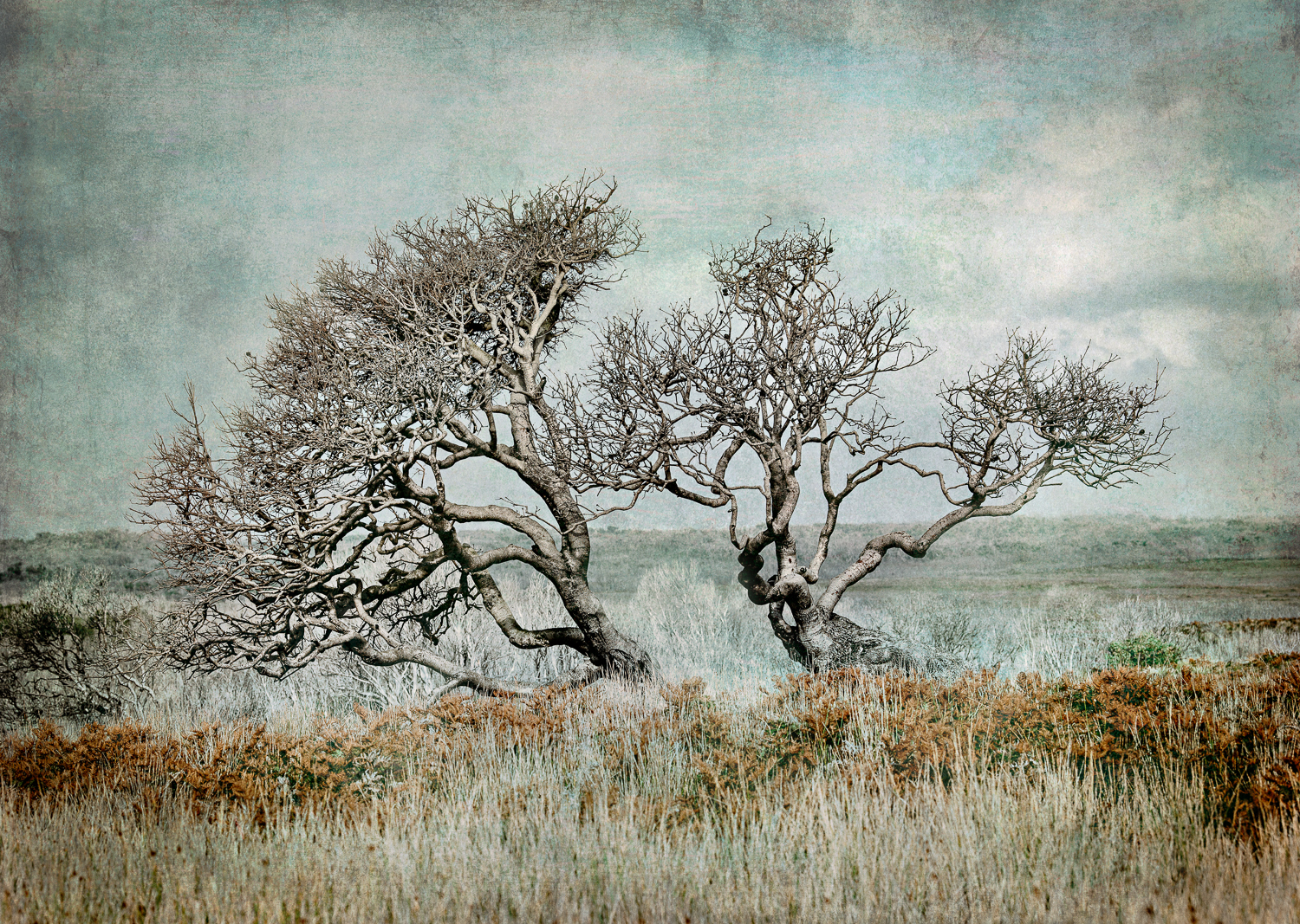 4. Nelson Bay Tree.jpg