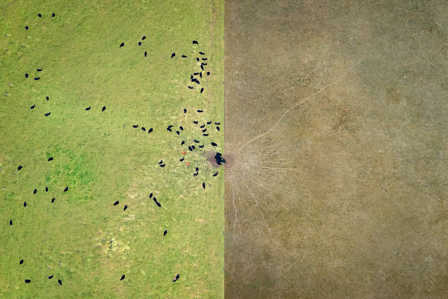 Cows - 700mm-ok.jpg
