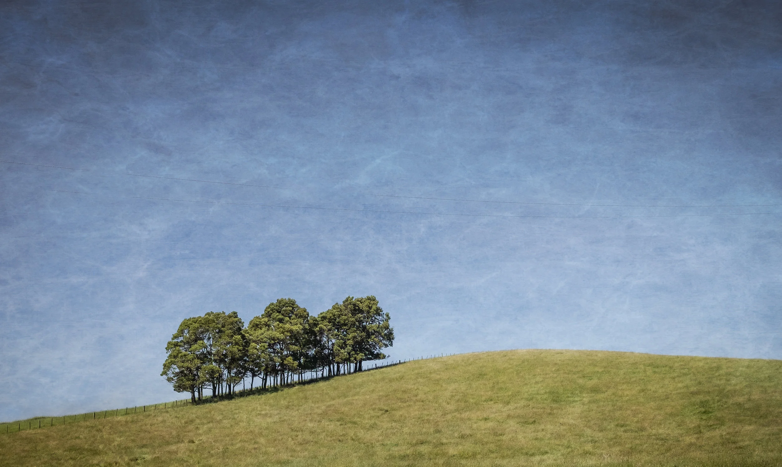 Trees.jpg