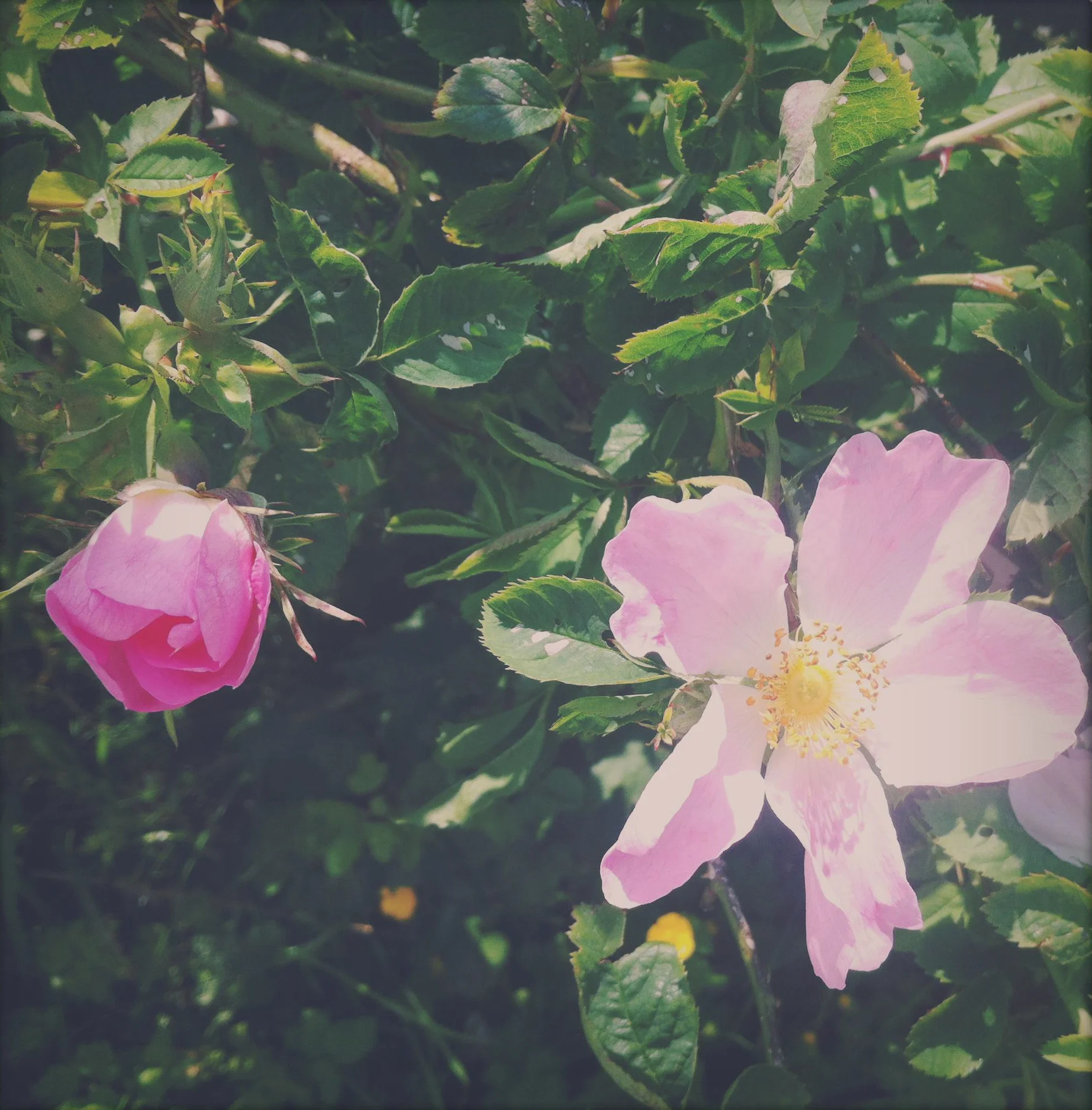 IMG_0634_instant.jpg