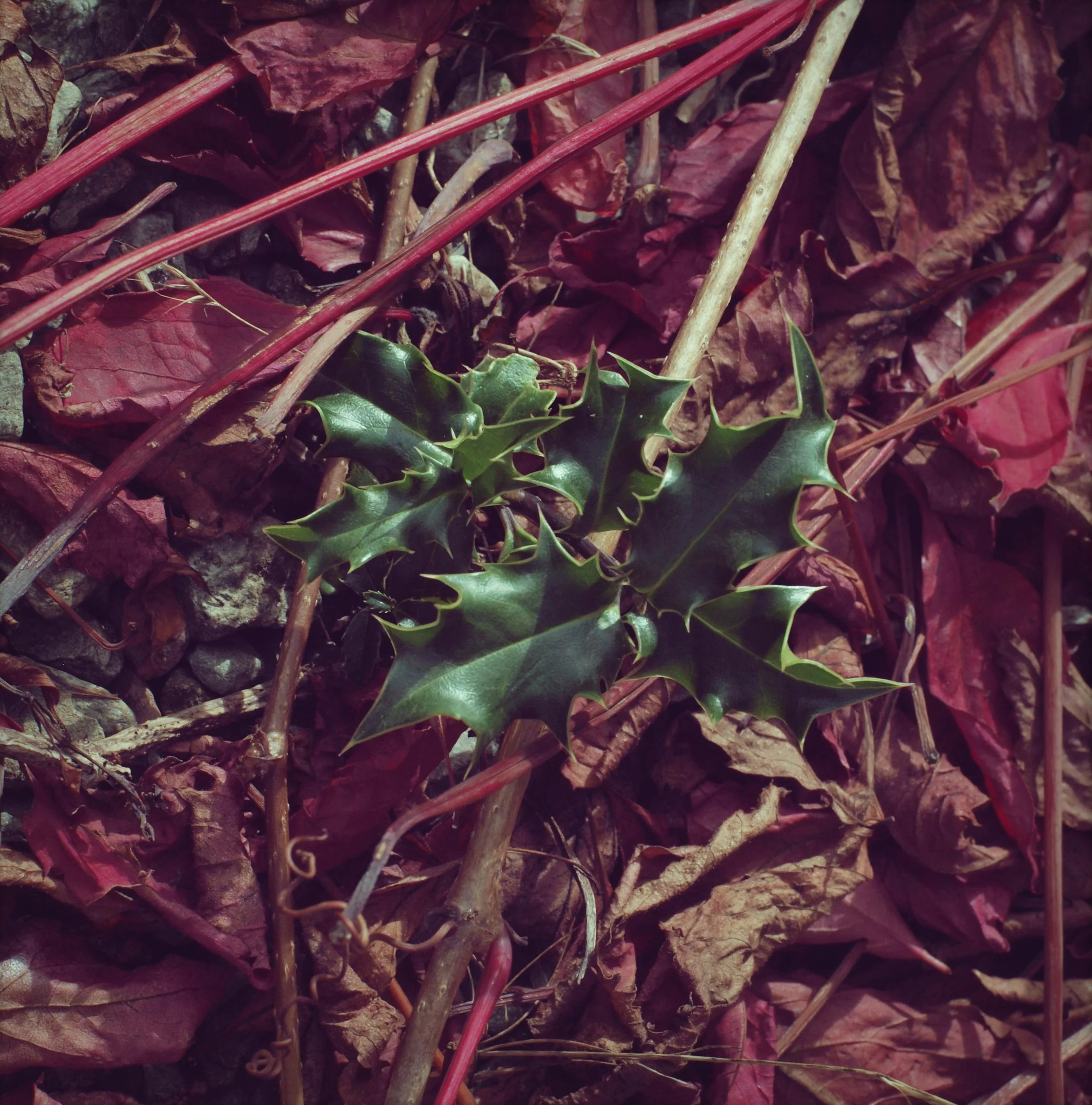 P1016502_instant.jpg