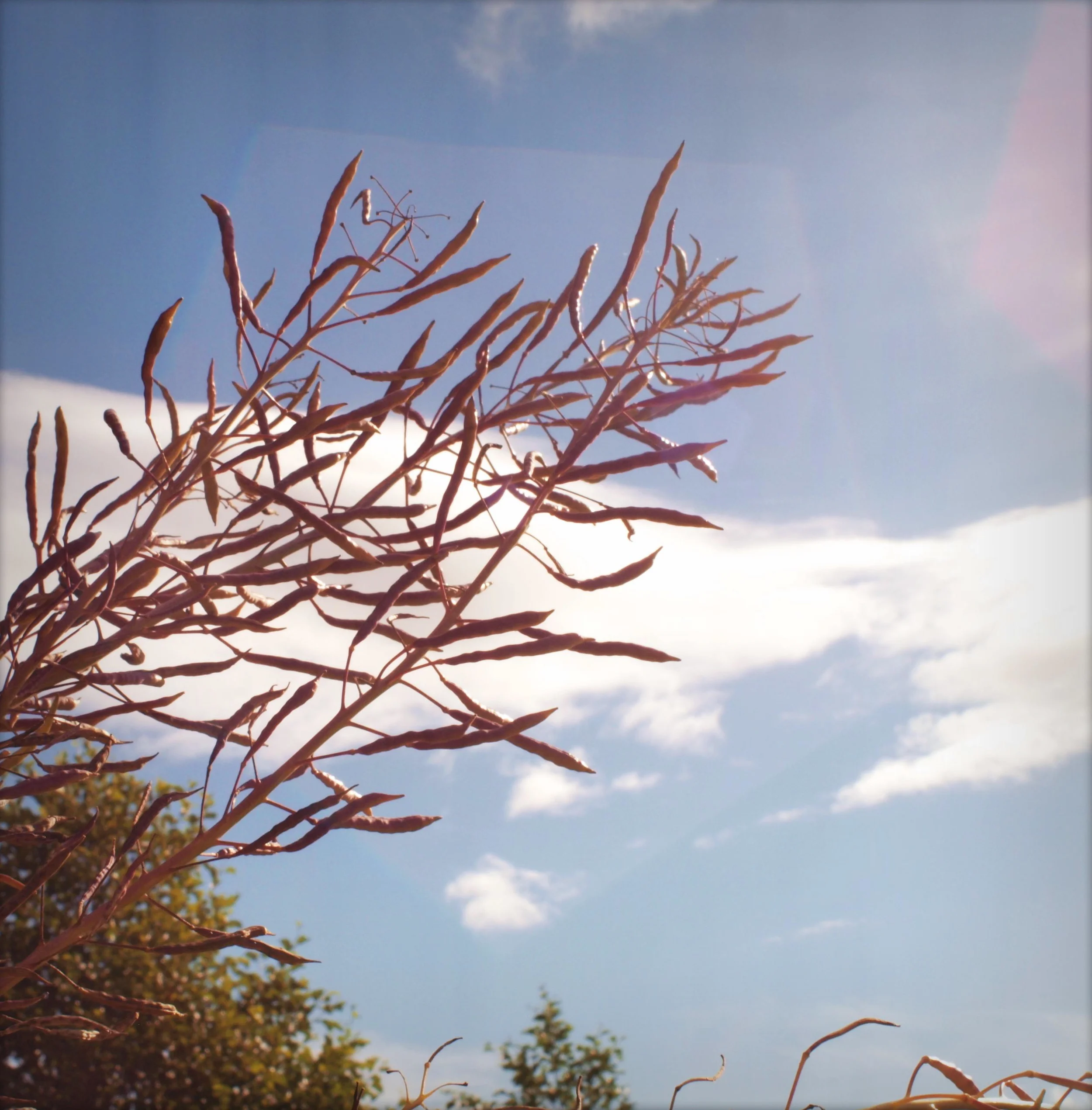 P1015730_instant.jpg