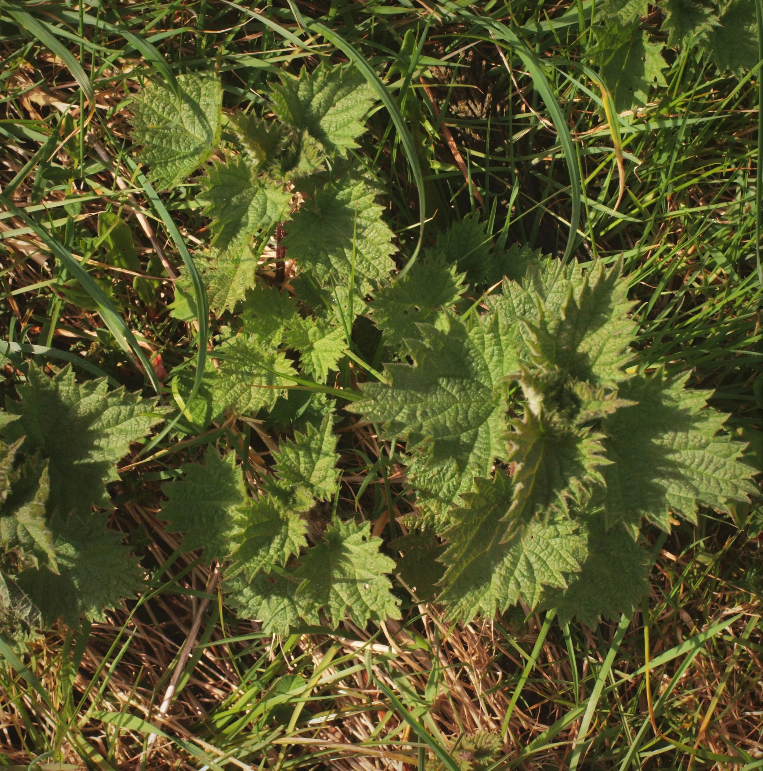 P1010173_instant.jpg