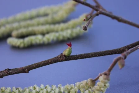 Spring for me - a hazel flower.jpg