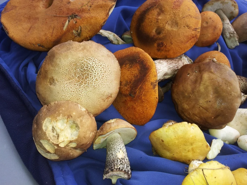 Boletes 2013 Com.jpg