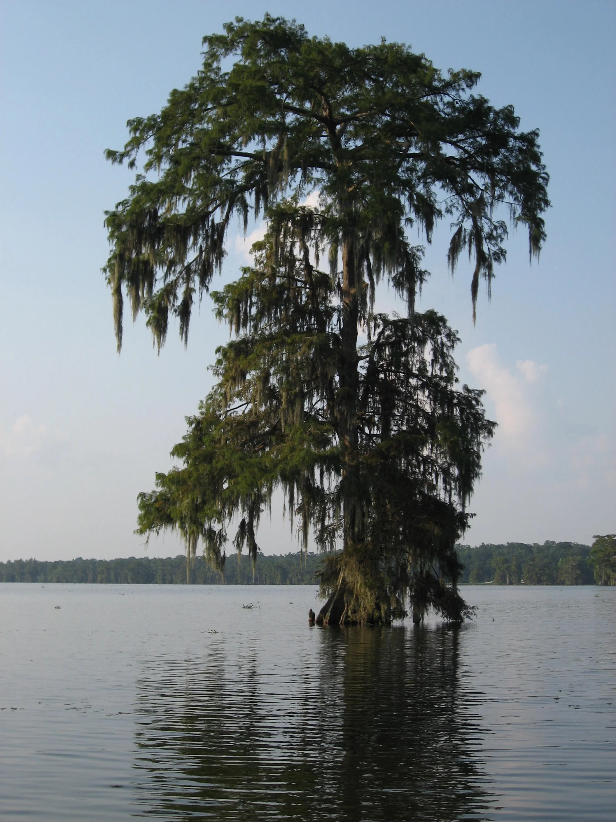 IMG_1605.jpg