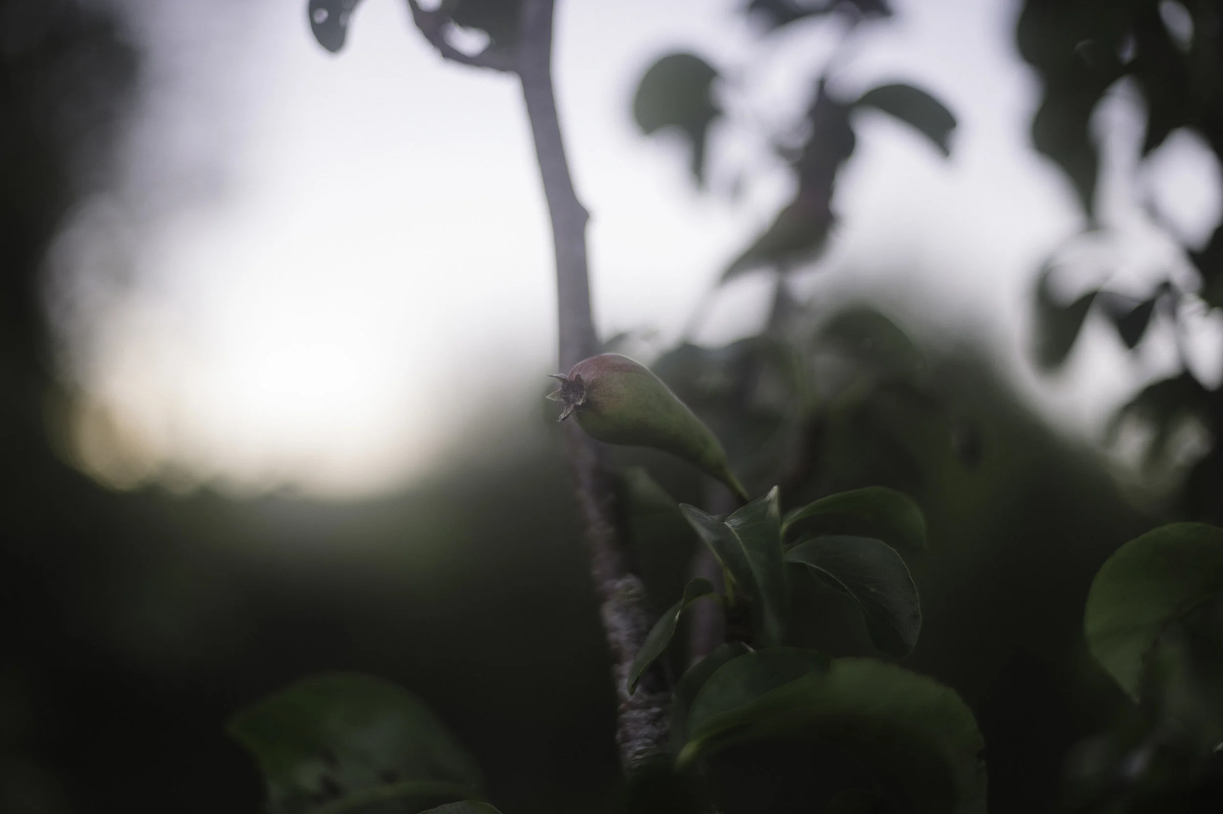 DSC_0589.jpg