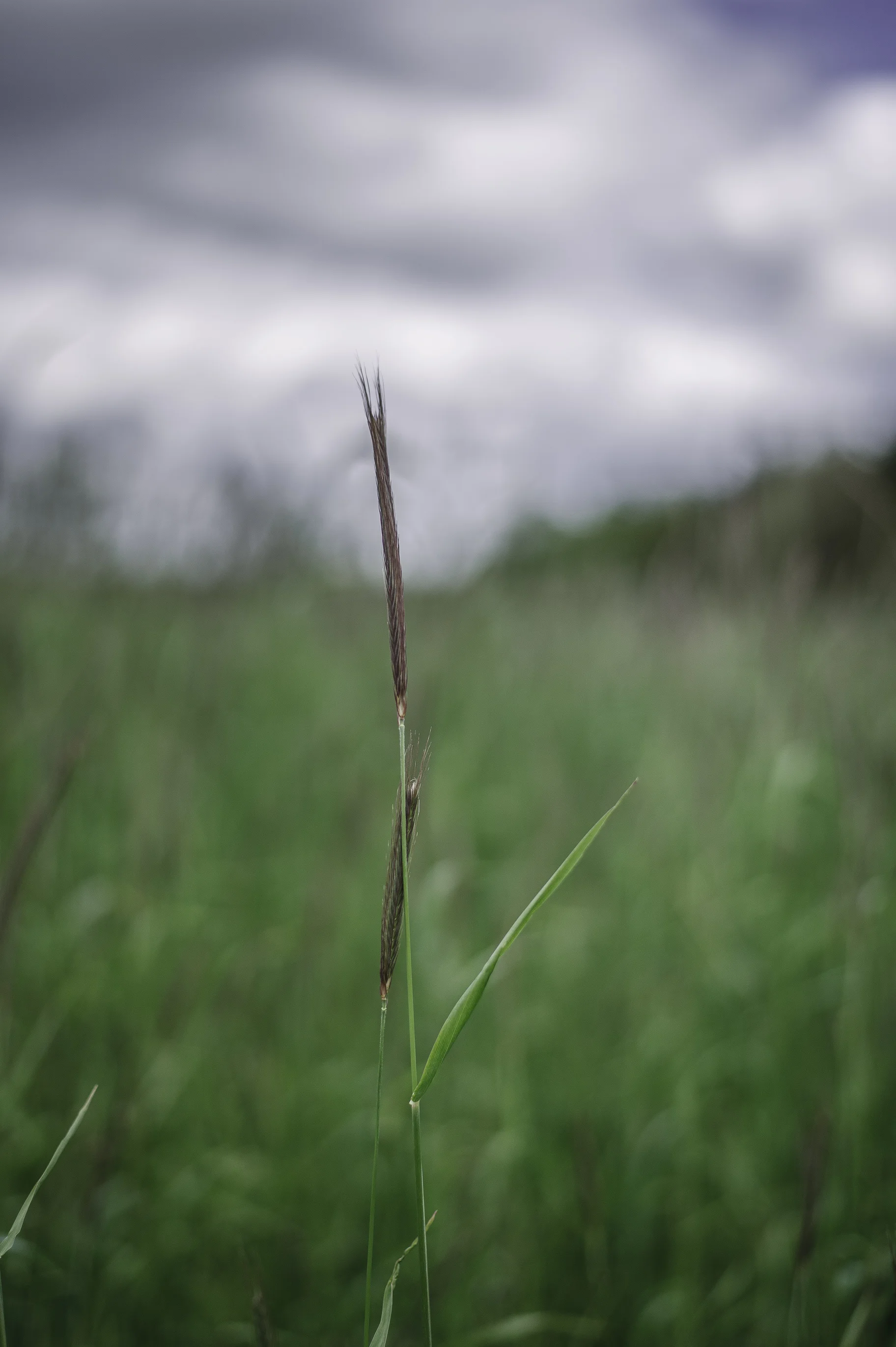 DSC_1958.jpg