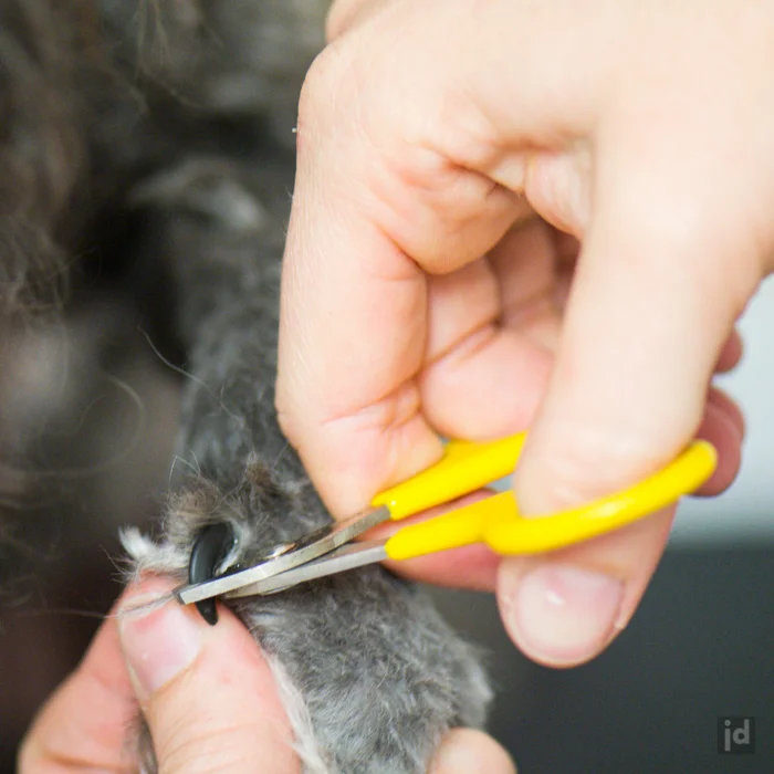 Gorgeous Pets Dog Grooming - 2