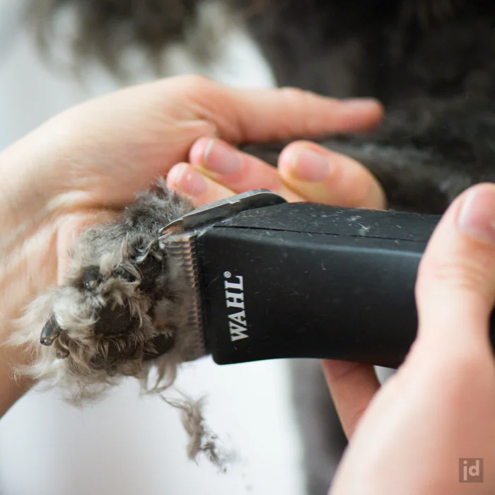 Gorgeous Pets Dog Grooming - 4