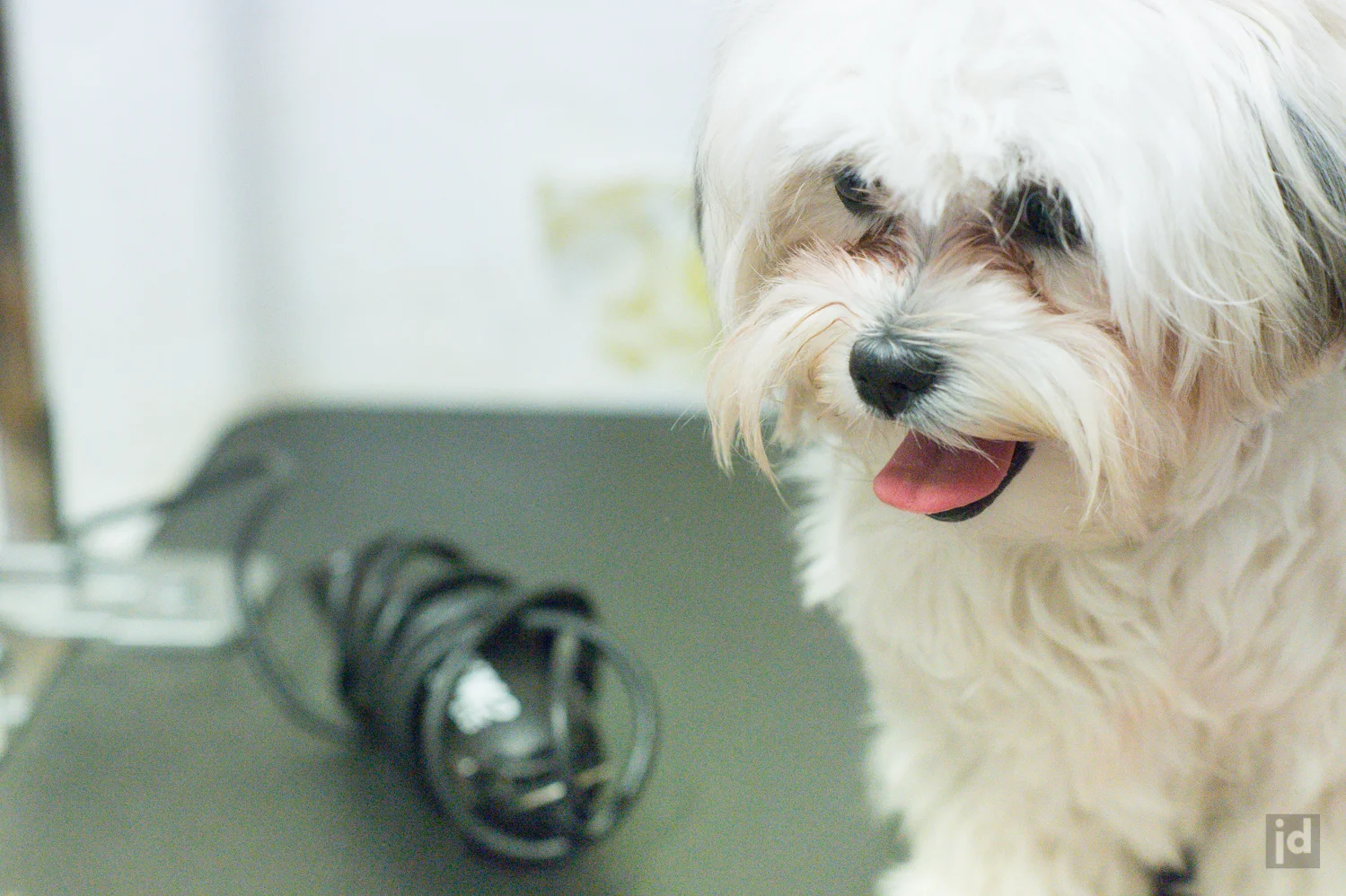 Gorgeous Pets Dog Grooming - 3