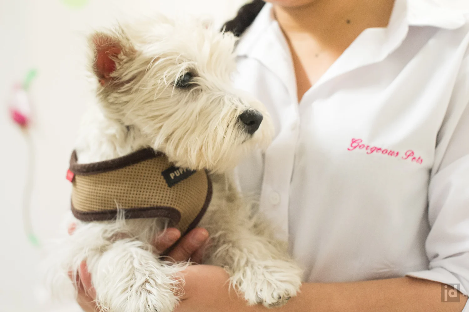 Gorgeous Pets Dog Grooming - 1