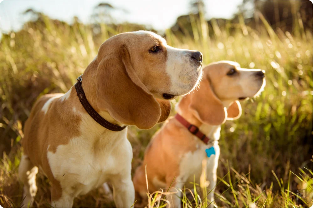 We can sniff the weekend