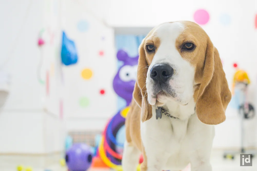 Dog_DayCare_Sydney_Photography_Jason_Davis_018.jpg