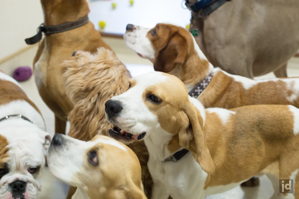 Dog_DayCare_Sydney_Photography_Jason_Davis_024.jpg