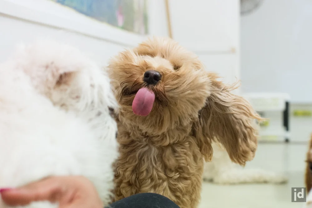 Dog_DayCare_Sydney_Photography_Jason_Davis_035.jpg