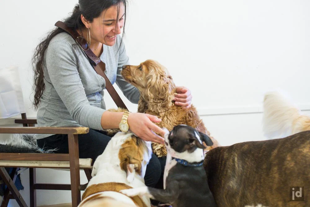 Dog_DayCare_Sydney_Photography_Jason_Davis_041.jpg