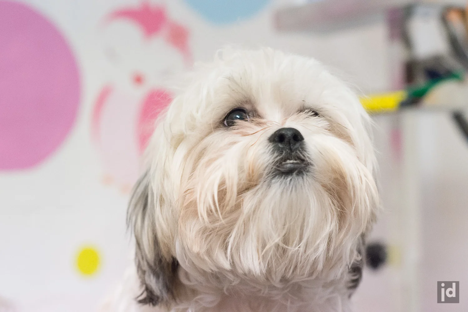 Dog_Grooming_GorgeousPets_Photography_Sydney_Randwick_001.jpg