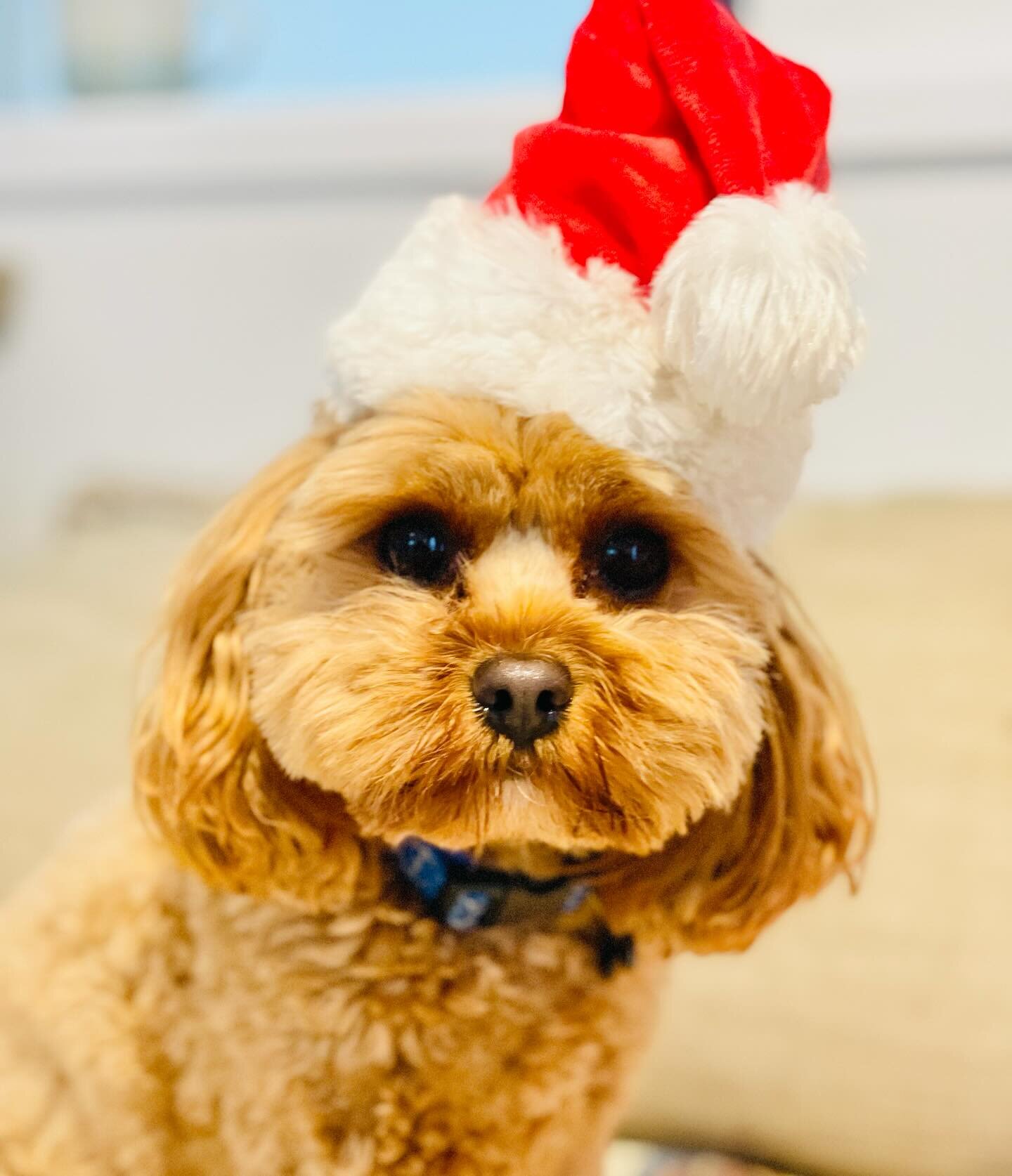 It&rsquo;s hard to believe that Christmas is just around the corner. If you&rsquo;ve got a well deserved break planned, get in touch for today as our Christmas boarding is filling up fast 🎄

To book ⬇️
📞 0410 648 185
📧 hello@gorgeouspets.com.au

#