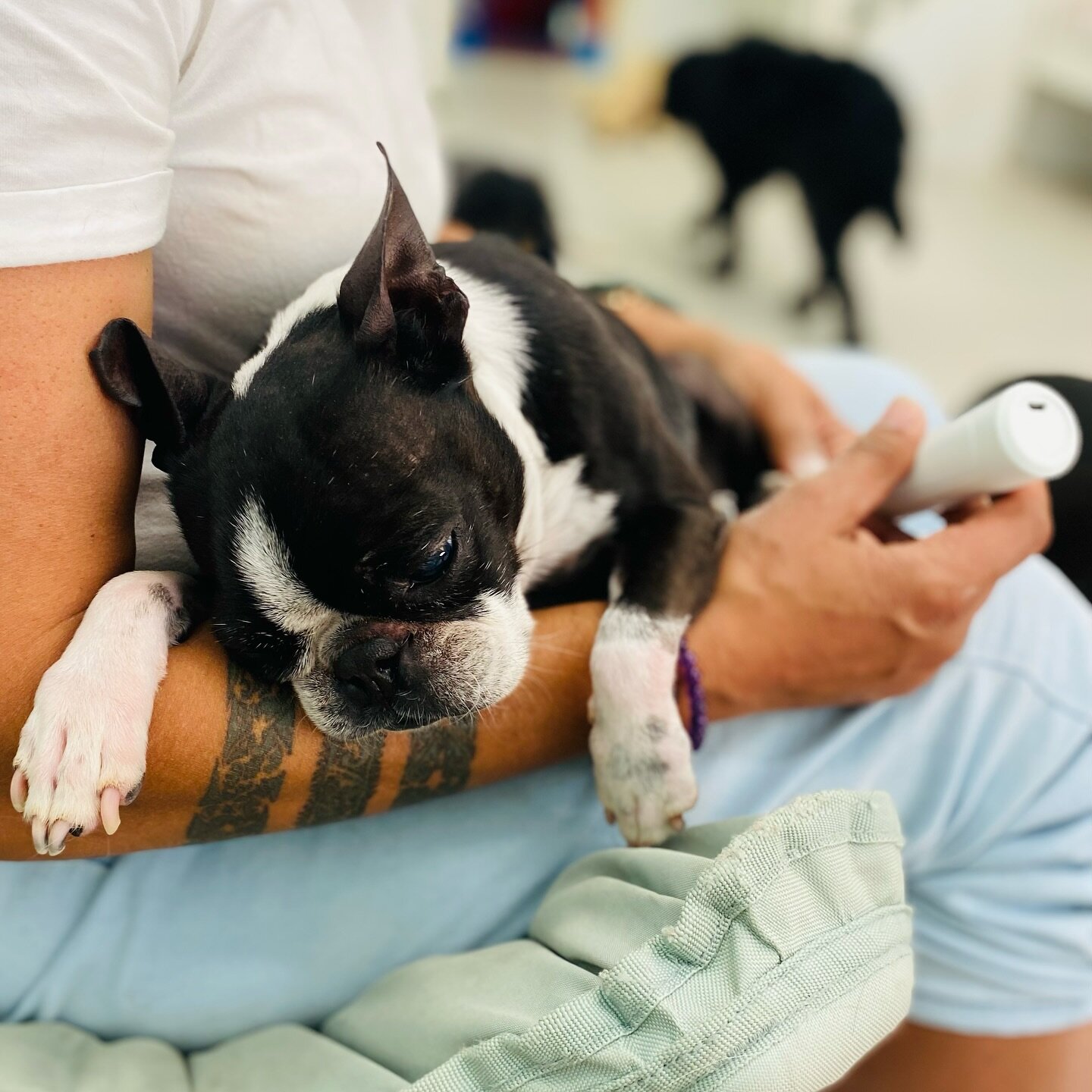 The Spa(w) is open! 🐾 

Gus enjoying a quick pedicure post his splash and dash (quick wash and blow dry) 🪮

If your furry friend needs a little quick spruce up, we&rsquo;re always happy to help! 🐶 

#gorgeouspets