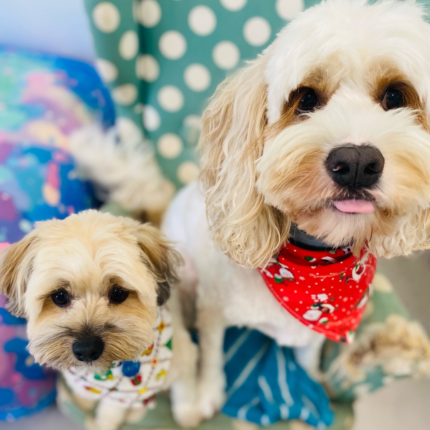 From our fluffy family to yours, we hope you have a very Merry Christmas! 🎄 

We&rsquo;re taking a well deserved break until Wednesday, 3 January 🐶 We&rsquo;ll see you in 2024 👋🏽 

#GorgeousPets