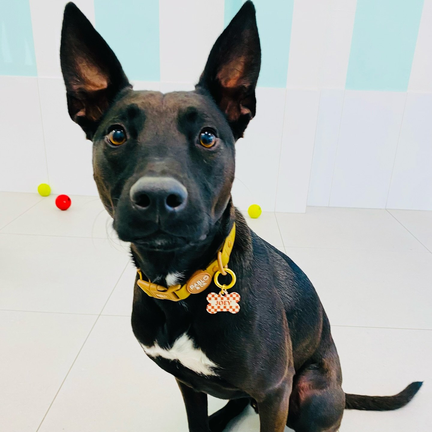 This was Joey&rsquo;s face when we told him it&rsquo;s only 35 days until Christmas 😱🎄 Spaces are filling quickly for Boarding over Christmas and doggy daycare coming into December 🐾 

To book your pooch in for boarding or doggy daycare ⬇️
📞 0410