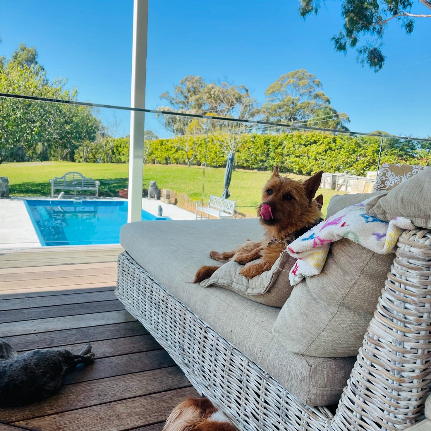 Give your dog the vacay they deserve when they board at Gorgeous Pets! You&rsquo;ll also have peace of mind that your fur-baby is in safe hands 🐾 

To book your pooch in for boarding or doggy daycare ⬇️
📞 0410 648 185
📧 hello@gorgeouspets.com.au

