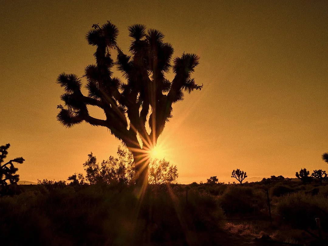 Joshuatree_grainWEB.jpg