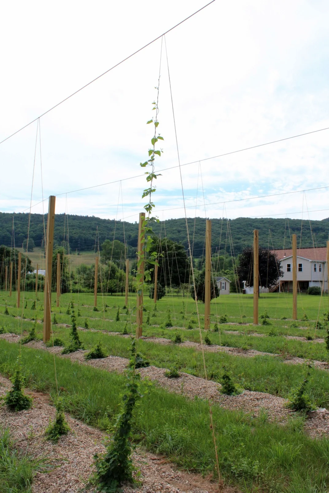 First year hop vine