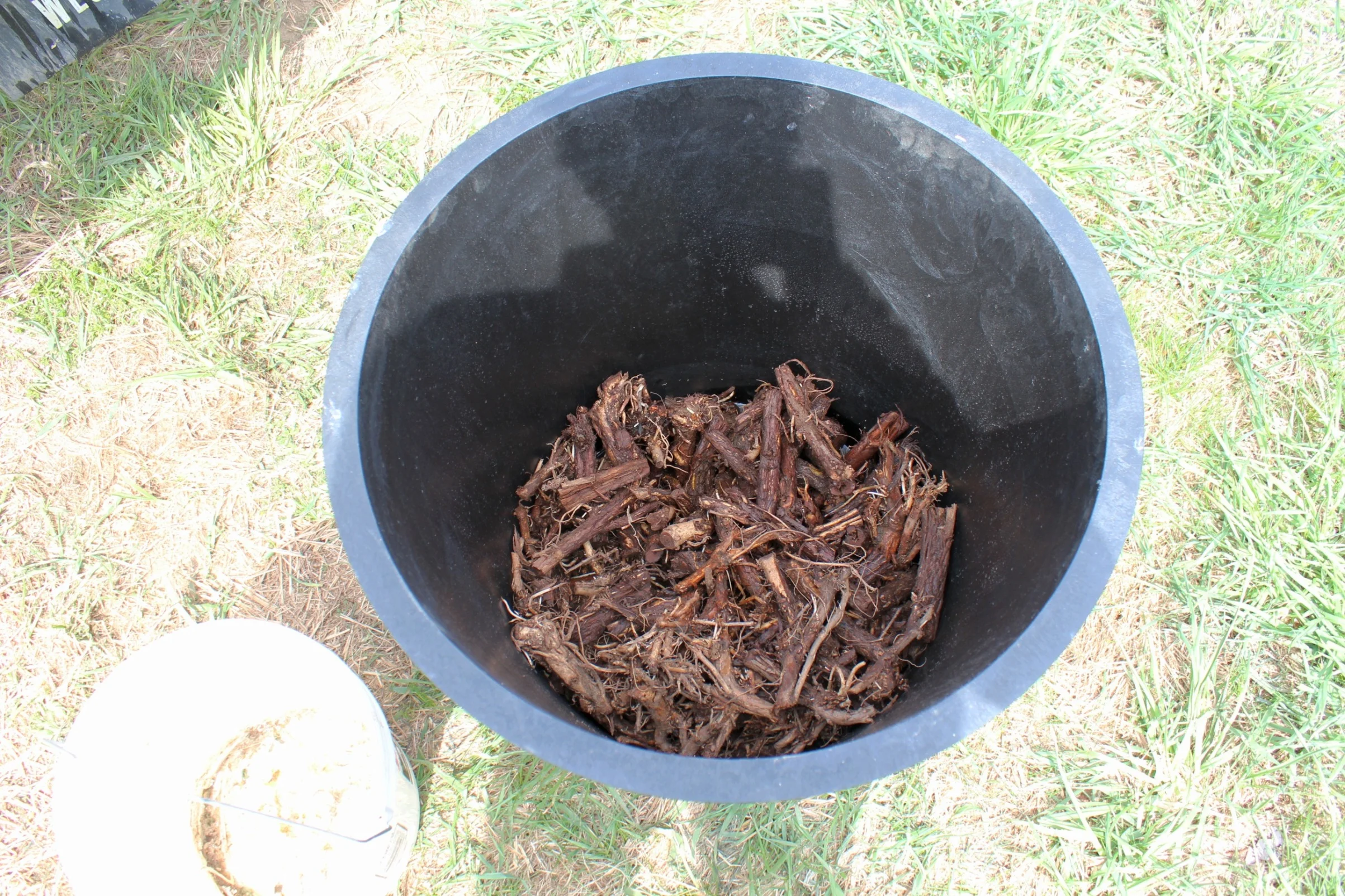 Hop rhizomes ready for planting