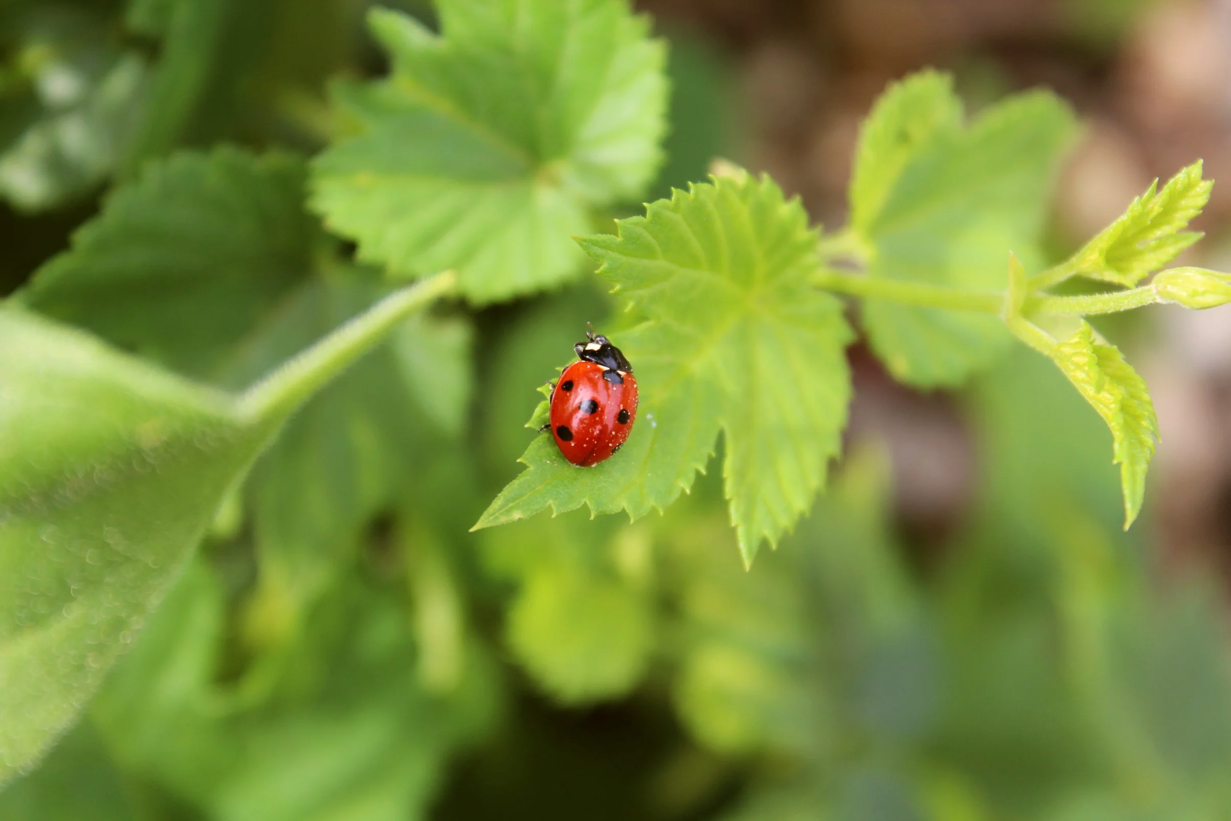 The hop yard is home to a variety of animal life