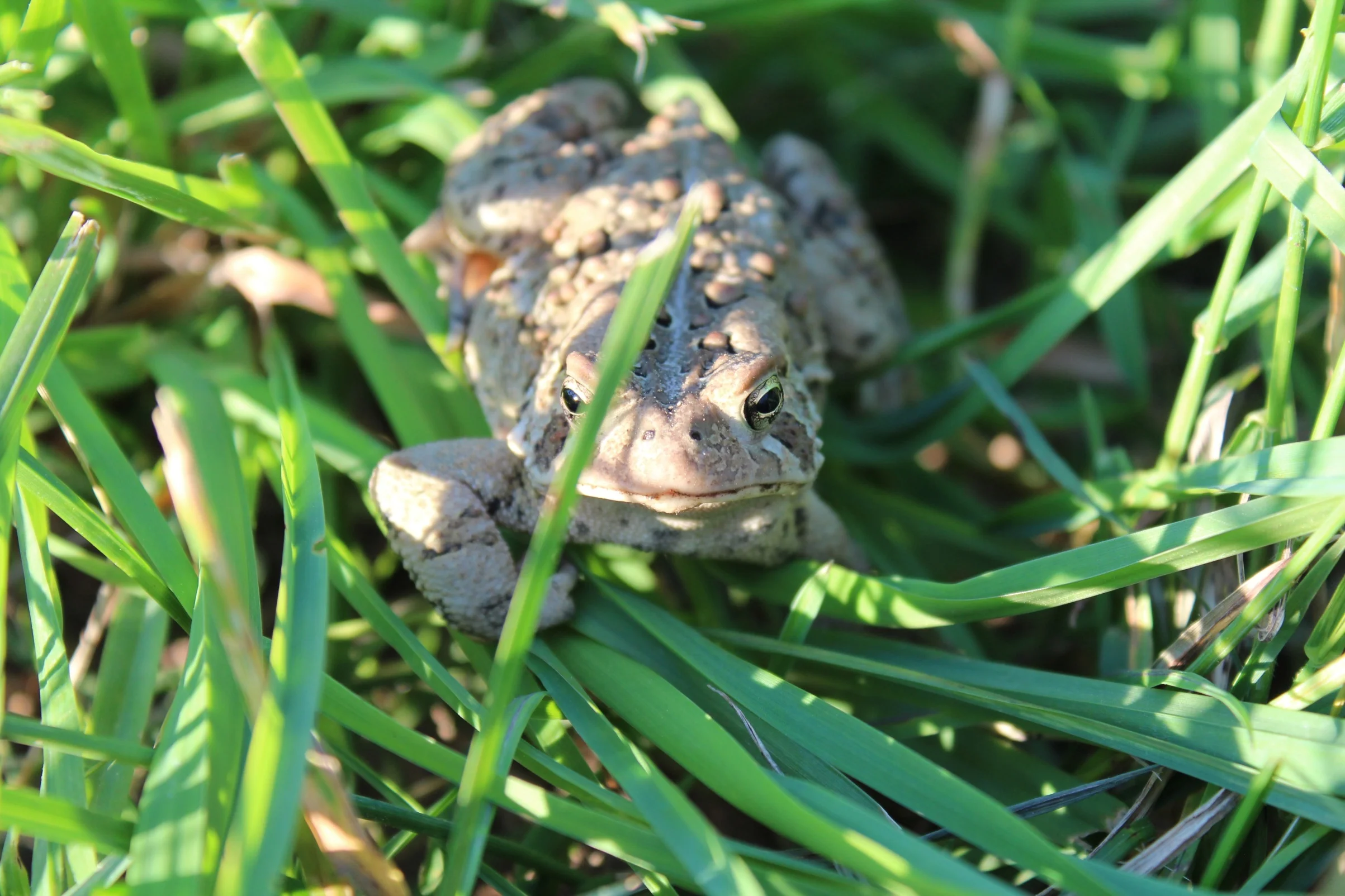 20-Animal1.jpg