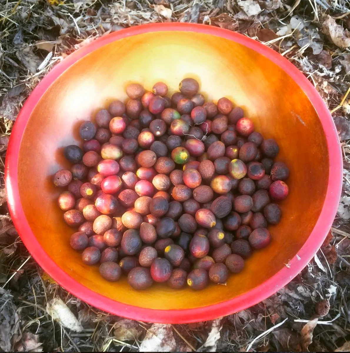 Edible and Medicinal Plants of Sugarloaf Ridge State Park