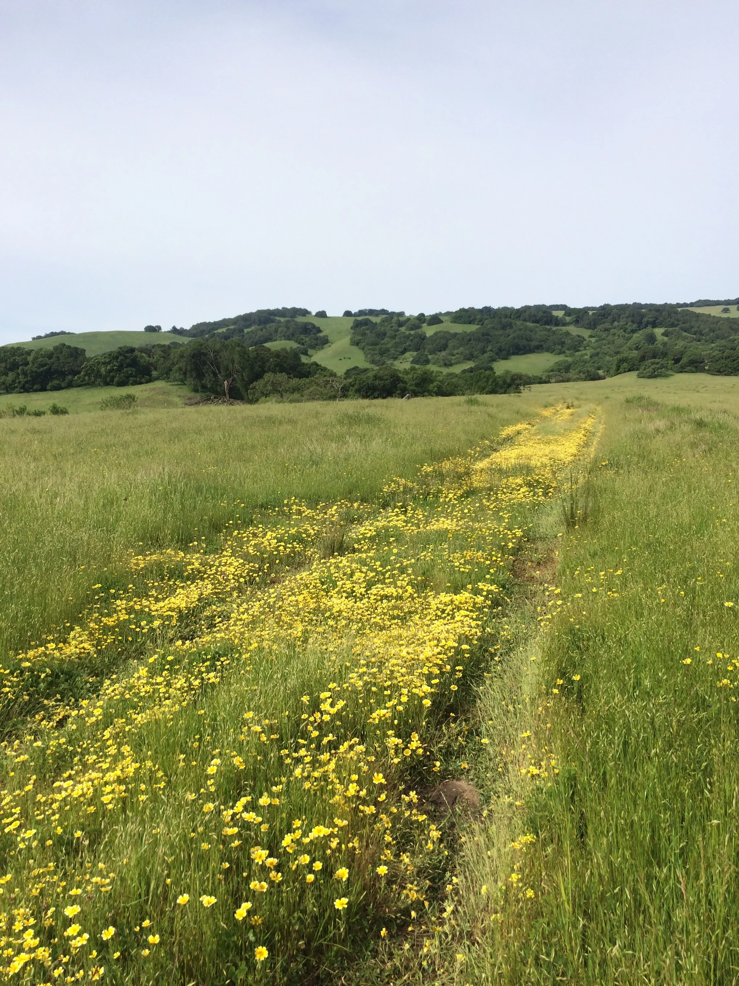 Inner and Outer Tracking
