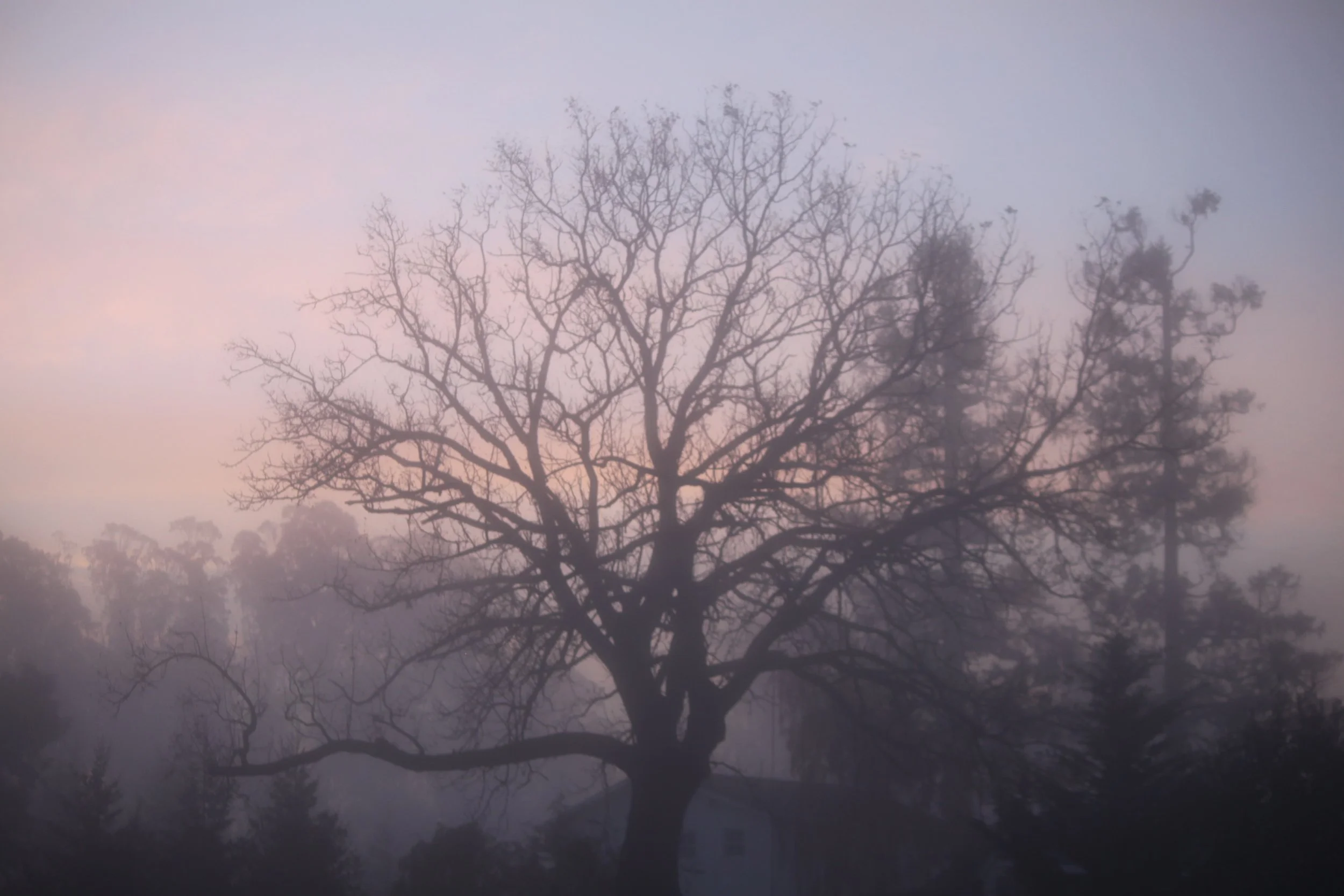 Holos Institute Ecopsychology Conference 2018