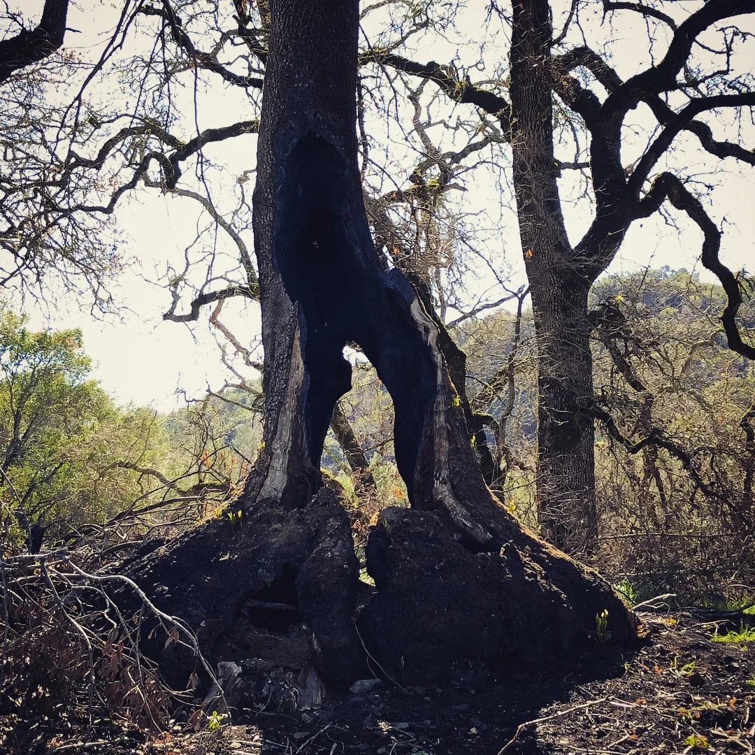 A California bay laurel tree in Sugarloaf Ridge State Park. Burned all the way through, this tree still leafed out in the spring. A beautiful metaphor for resiliency. This tree is also supported by the other trees around it, through the mycorrhizal web underground that passes nutrients from root to root….also a great metaphor for the importance of community in healing after disaster.