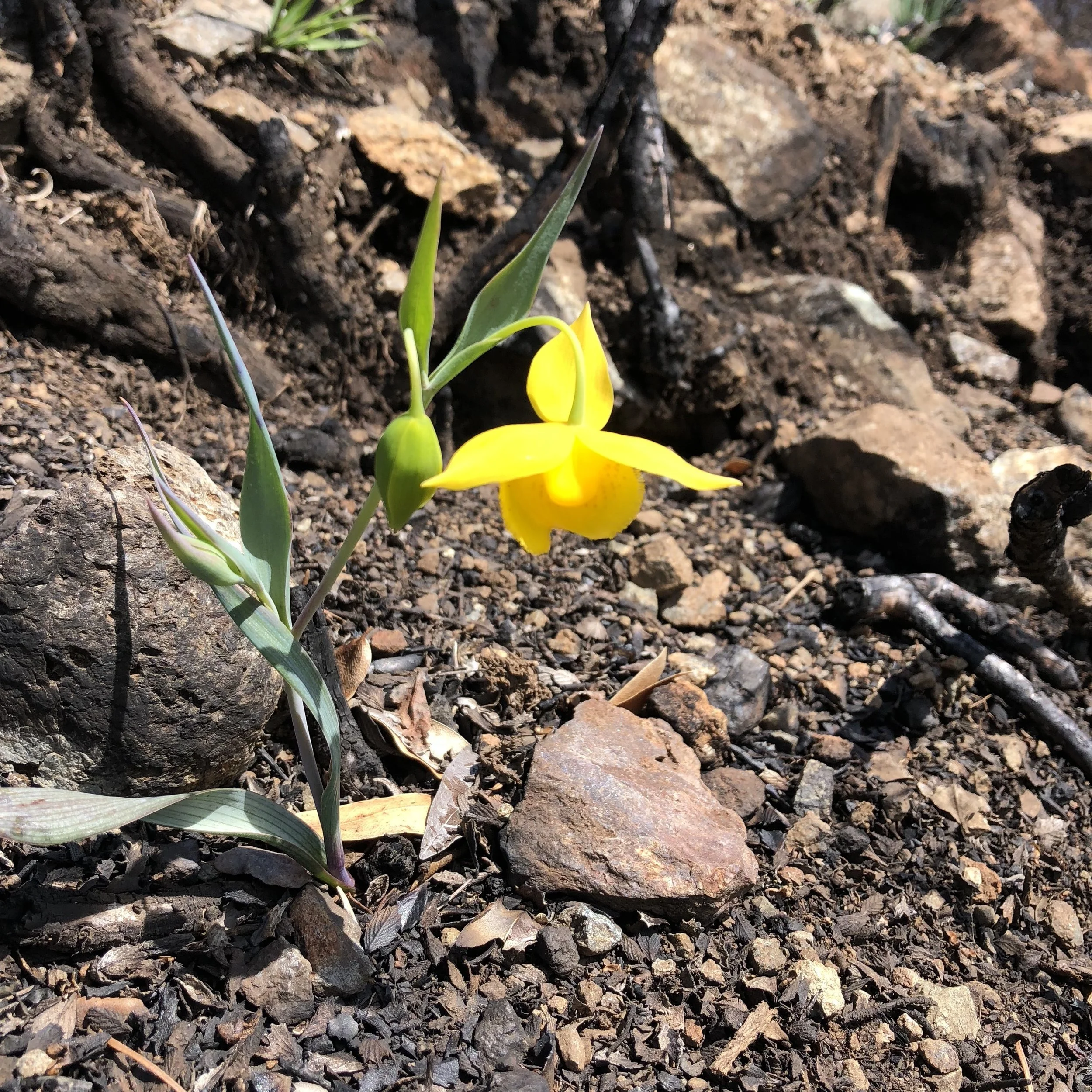 A fairy lantern, blooming in the ashes at Sugarloaf Ridge.