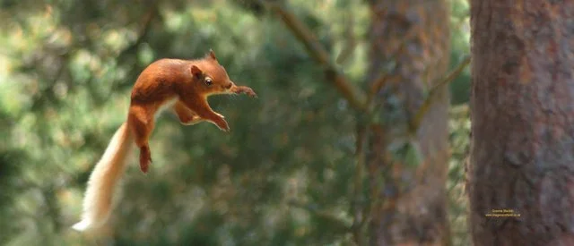 Squirrels are born bypassers. (source)