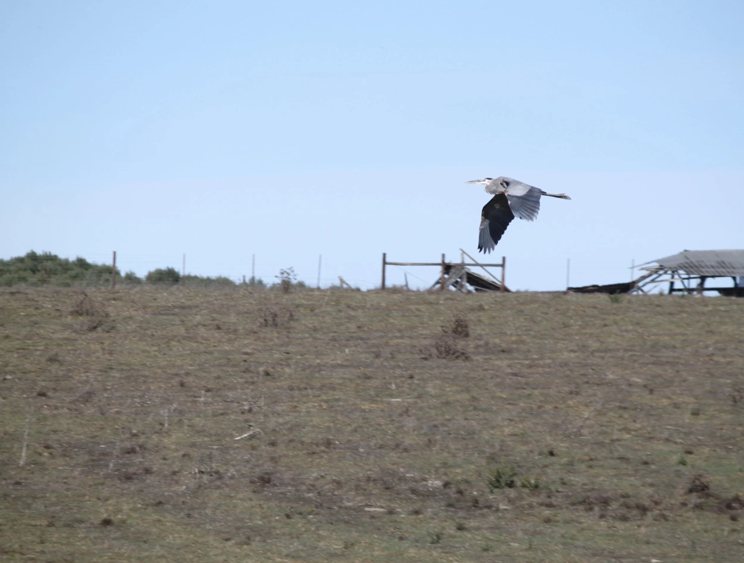 I am in dedication to you, great blue heron.