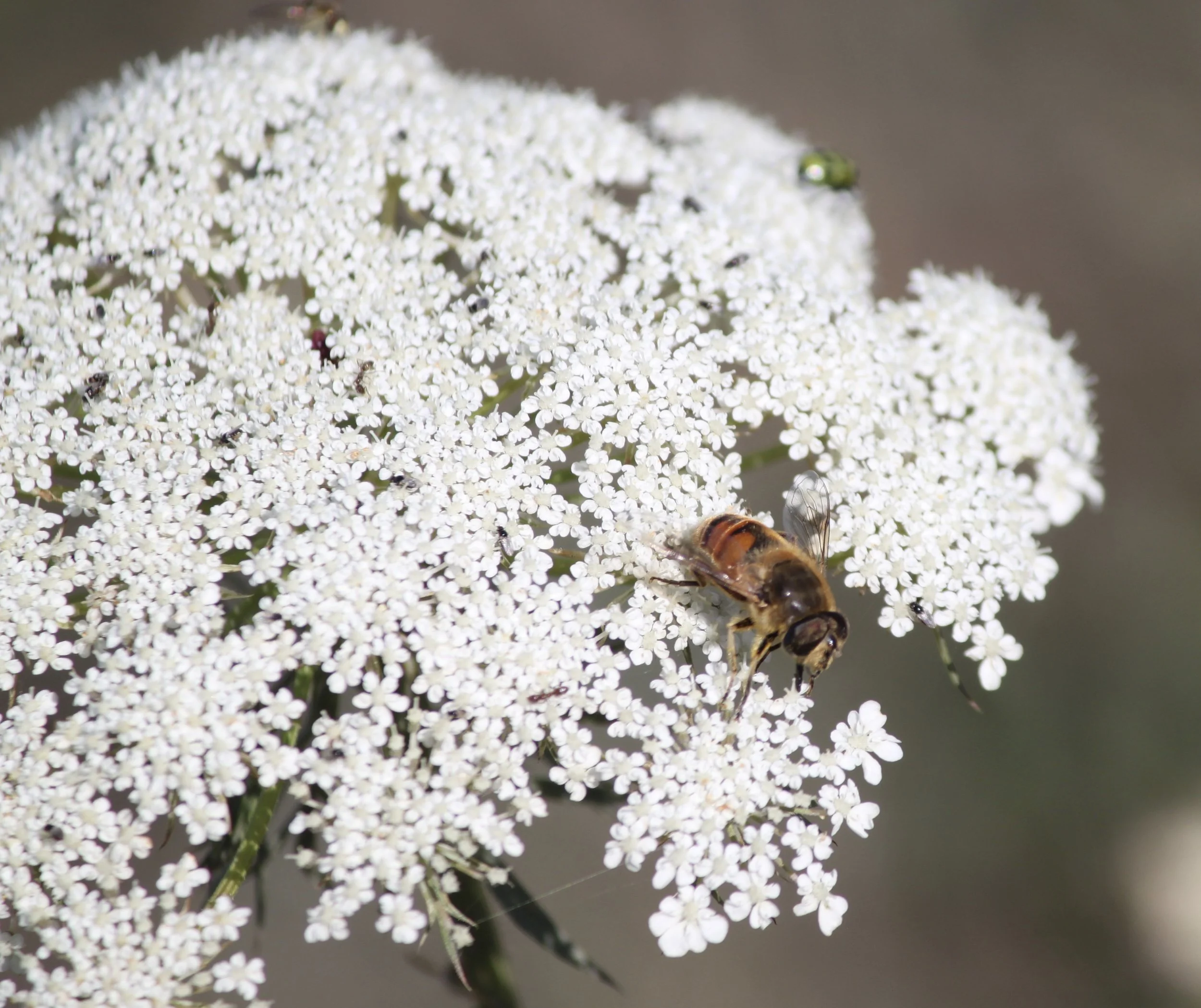 I am in dedication to you, hover fly and Queen Anne’s lace. (That’s right, it’s a fly, not a bee!)