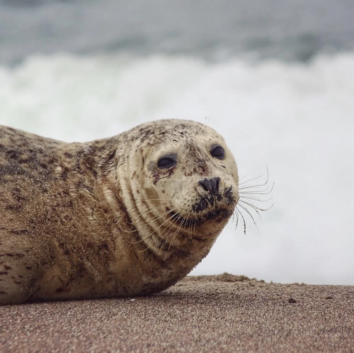 Holos Institute Ecopsychology Certificate Program