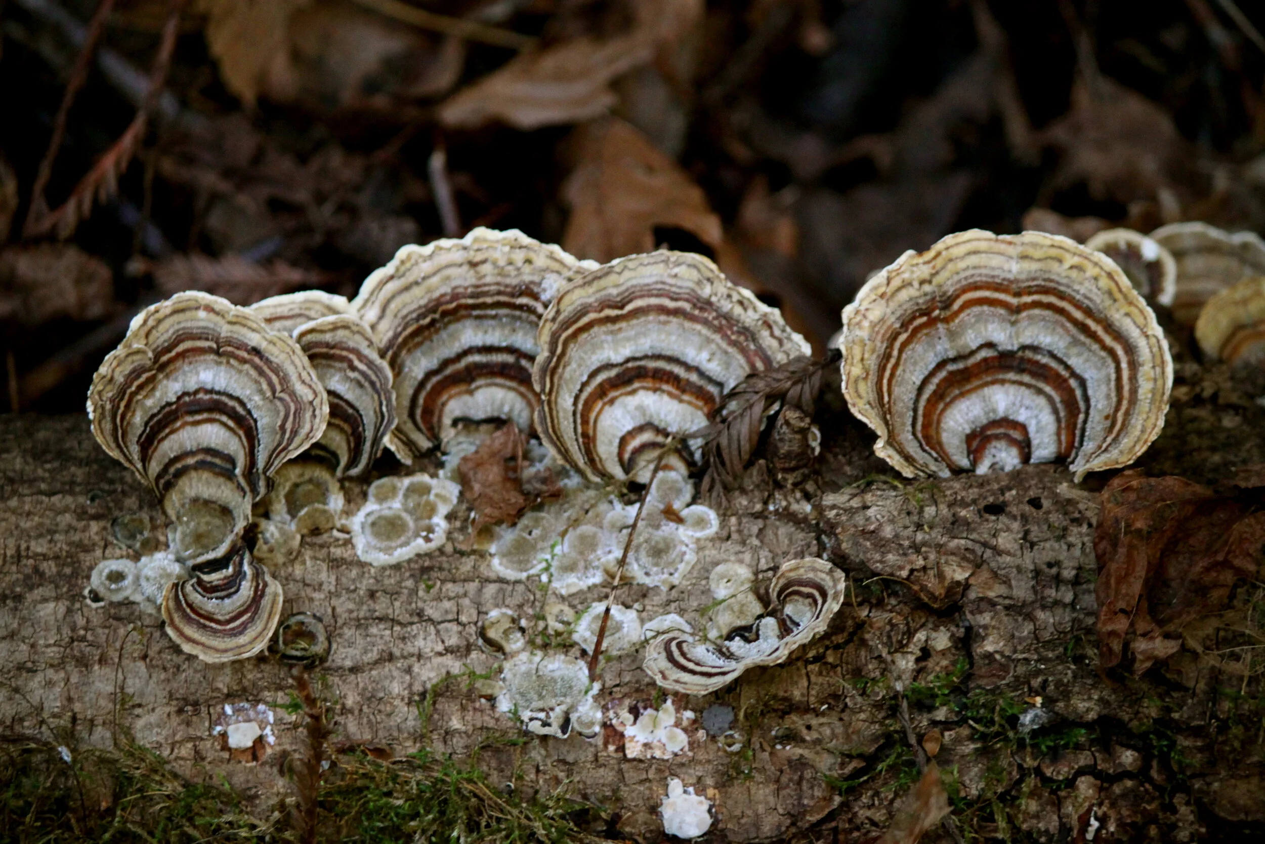 Edible and Medicinal Plants of Sugarloaf Ridge State Park